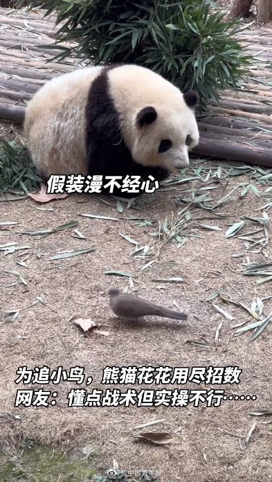 大熊猫花花突然成“网红”，有人为了它爬树！