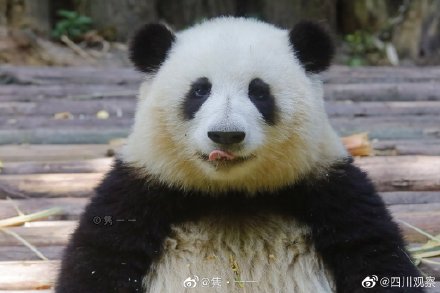 “短胖炸毛!”和花的证件照你看过吗? “短胖炸毛!”和花的证件照你看过吗?