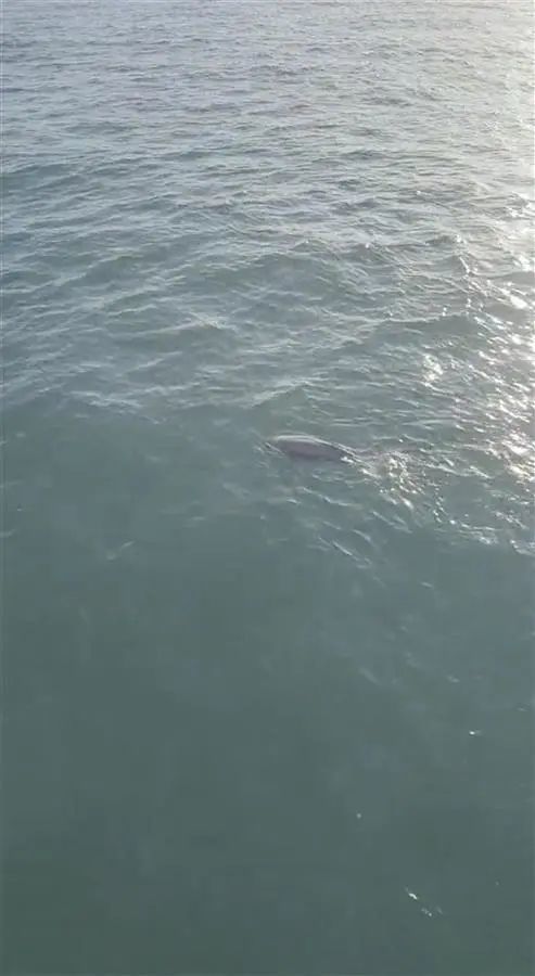 银白色、八九十斤……浙江渔民误捕“海猪”后,立即做了个决定 银白色、八九十斤……浙江渔民误捕“海猪”后,立即做了个决定