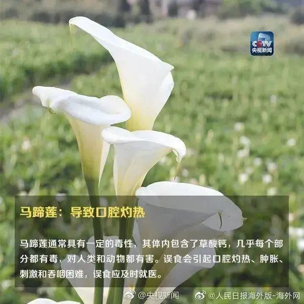 注意!和蒜苗长得很像,已有人中毒! 注意!和蒜苗长得很像,已有人中毒!