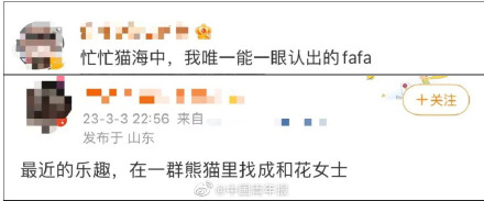 大熊猫花花突然成“网红”，有人为了它爬树！