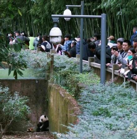 愤怒！熊猫福菀被游客泼水后委屈躲角落