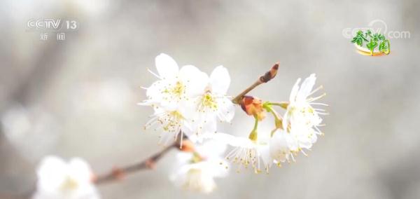 花开芬芳香满园 邂逅春日好风光