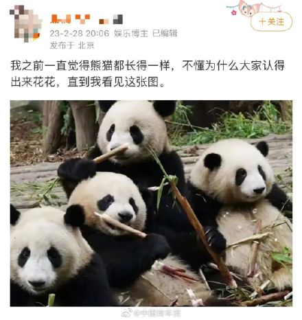 大熊猫花花突然成“网红”，有人为了它爬树！