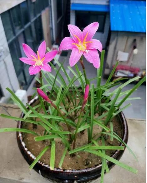 注意!和蒜苗长得很像,已有人中毒! 注意!和蒜苗长得很像,已有人中毒!