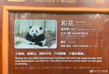 “短胖炸毛!”和花的证件照你看过吗? “短胖炸毛!”和花的证件照你看过吗?