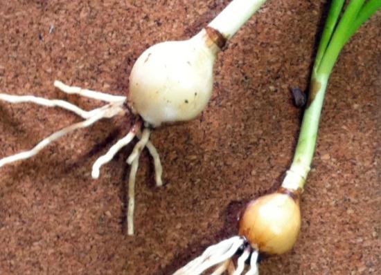 形似蒜苗,已有人中毒!你家花盆里可能有! 形似蒜苗,已有人中毒!你家花盆里可能有!