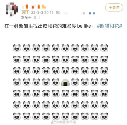 大熊猫花花突然成“网红”，有人为了它爬树！