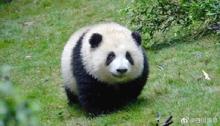 “短胖炸毛!”和花的证件照你看过吗? “短胖炸毛!”和花的证件照你看过吗?