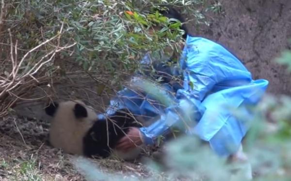 愤怒！大熊猫福菀被游客泼水后委屈躲角落