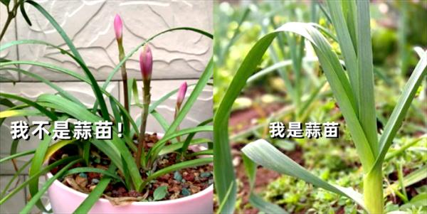 形似蒜苗,已有人中毒!你家花盆里可能有! 形似蒜苗,已有人中毒!你家花盆里可能有!