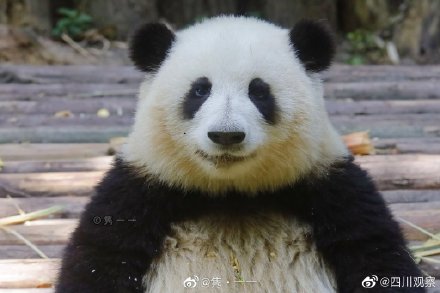 “短胖炸毛!”和花的证件照你看过吗? “短胖炸毛!”和花的证件照你看过吗?