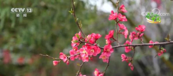花开芬芳香满园 邂逅春日好风光