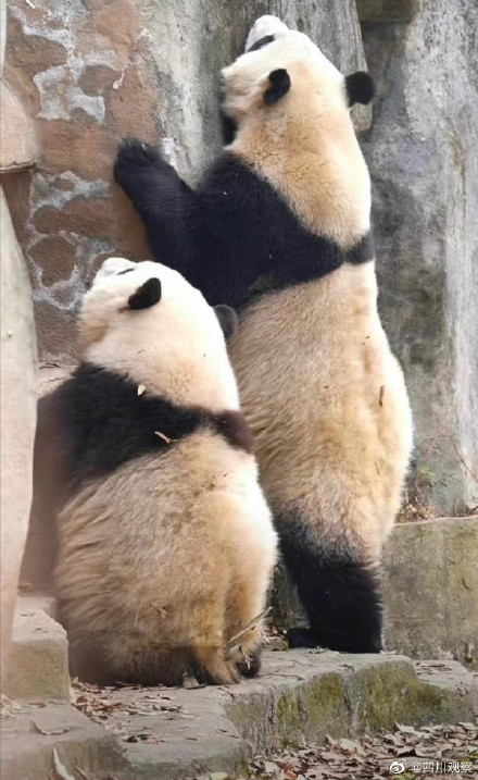 “短胖炸毛!”和花的证件照你看过吗? “短胖炸毛!”和花的证件照你看过吗?
