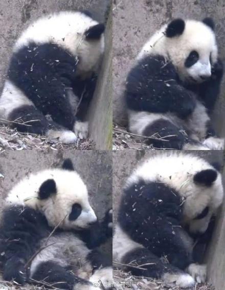 愤怒！熊猫福菀被游客泼水后委屈躲角落