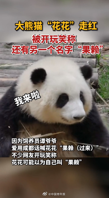 大熊猫花花突然成“网红”，有人为了它爬树！