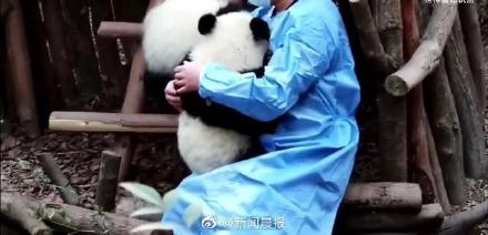 愤怒！熊猫福菀被游客泼水后委屈躲角落