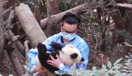 愤怒！熊猫福菀被游客泼水后委屈躲角落