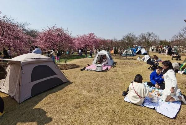 上海阿姨带了五套行头,停车场大排长龙,草坪扎满帐篷…一派大好春光 上海阿姨带了五套行头,停车场大排长龙,草坪扎满帐篷…一派大好春光