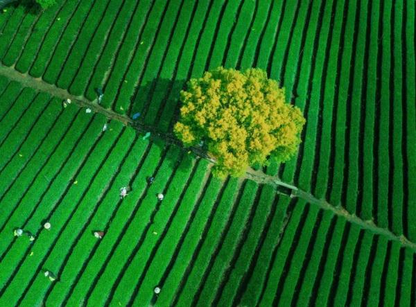 惊蛰！在江南“邂逅”万物生发