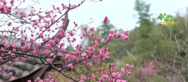 花开芬芳香满园 邂逅春日好风光