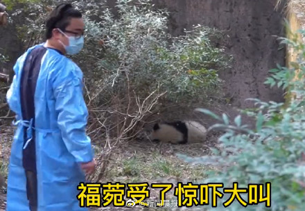 愤怒！熊猫福菀被游客泼水后委屈躲角落