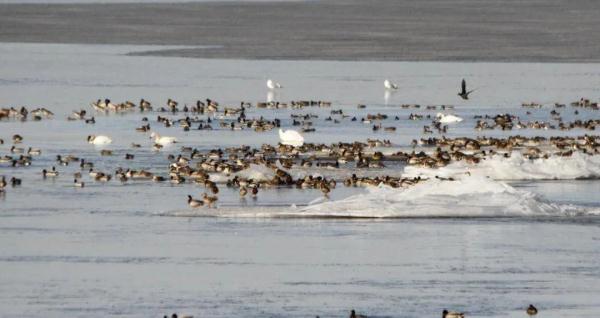 大受震撼！鞍山湿地迎来候鸟迁徙大军