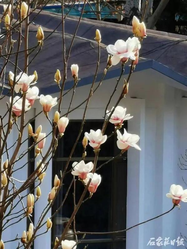 满城花开 石家庄市公园春季“赏花地图”来啦！