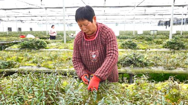 连城：铁皮石斛春收忙 科技兴“草”促增收
