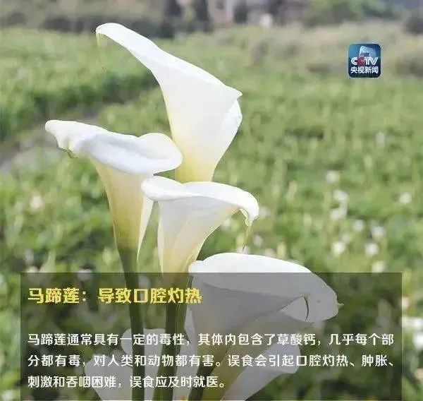 形似蒜苗，浙江男子突发中毒！医生提醒