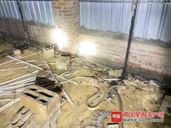 养蛇场大量蛇被烧死，“剩下的估计也难养活”