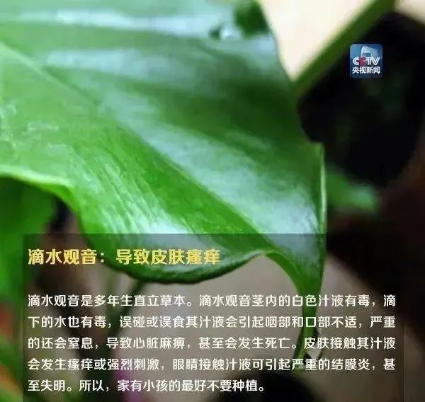 形似蒜苗，浙江男子突发中毒！医生提醒