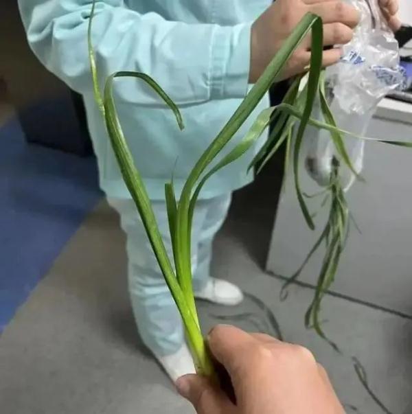 形似蒜苗，浙江男子突发中毒！医生提醒