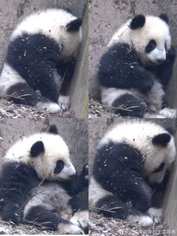 熊猫宝宝被游客泼水,委屈躲角落!工作人员回应了 熊猫宝宝被游客泼水,委屈躲角落!工作人员回应了