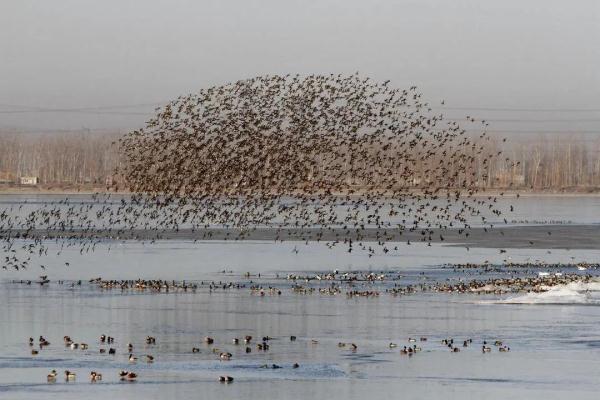 大受震撼！鞍山湿地迎来候鸟迁徙大军