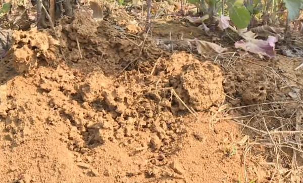 遇到这种“小土堆”马上远离！被咬后果很严重…