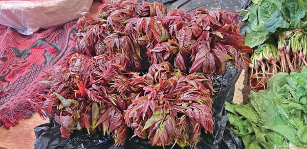 130—160元/公斤！昆明这种春菜比肉贵