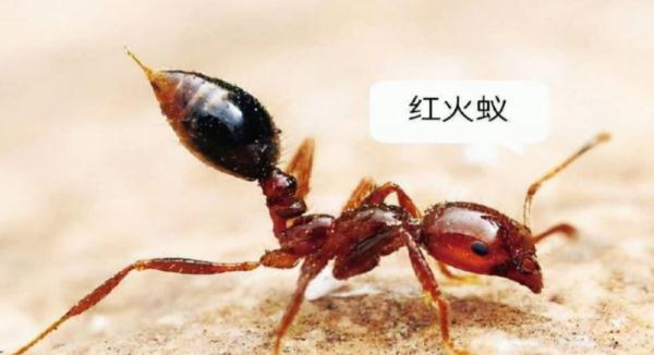 遇到这种“小土堆”马上远离！被咬后果很严重…