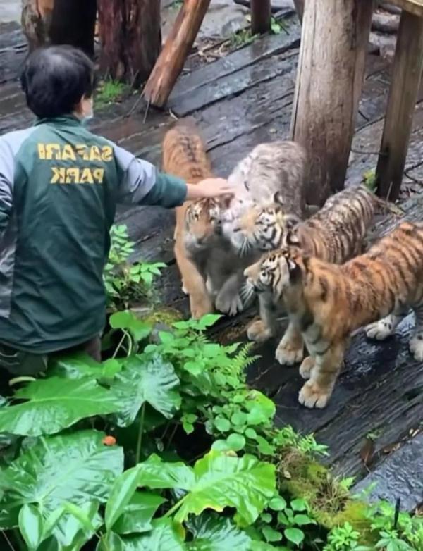 好笑又害怕!帮游客捡手机被一排老虎围观 好笑又害怕!帮游客捡手机被一排老虎围观