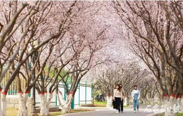 满城花开 石家庄市公园春季“赏花地图”来啦！