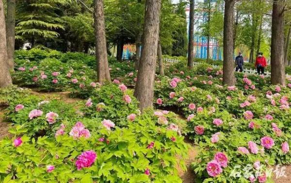 满城花开 石家庄市公园春季“赏花地图”来啦！