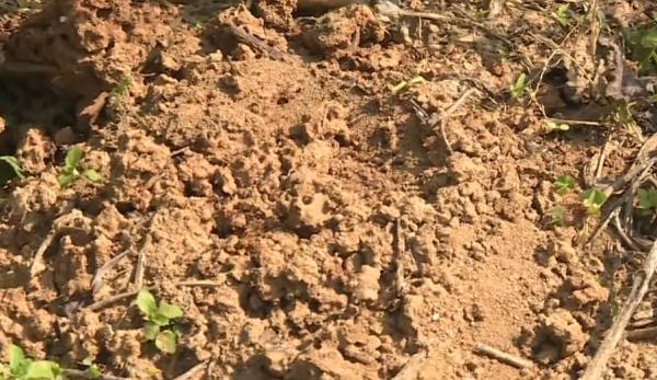 遇到这种“小土堆”马上远离！被咬后果很严重…