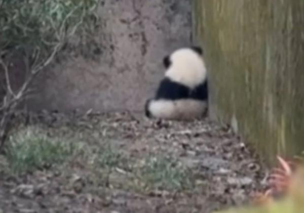 熊猫宝宝“被泼水”躲进墙角，知道它的“身世”更加心疼！