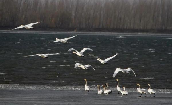 大受震撼！鞍山湿地迎来候鸟迁徙大军