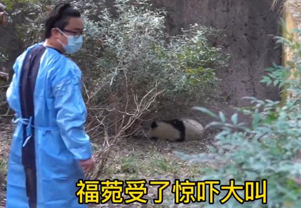 熊猫宝宝“被泼水”躲进墙角，知道它的“身世”更加心疼！