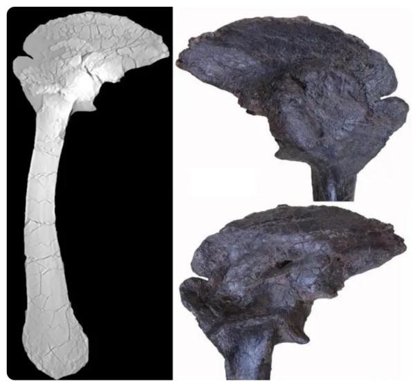 全国首例！广州古生物学家为1.5亿岁恐龙问诊