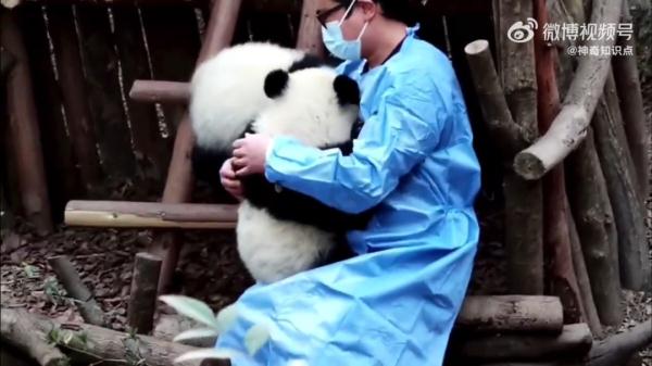 熊猫宝宝被游客泼水,委屈躲角落!工作人员回应了 熊猫宝宝被游客泼水,委屈躲角落!工作人员回应了