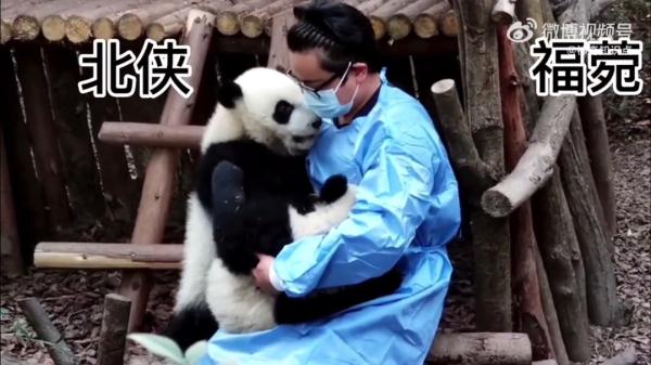 熊猫宝宝“被泼水”躲进墙角，知道它的“身世”更加心疼！