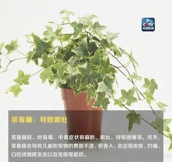 形似蒜苗，浙江男子突发中毒！医生提醒
