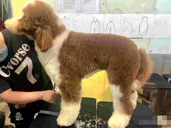 “985”女生裸辞大公司，“每天活得像个老鼠”